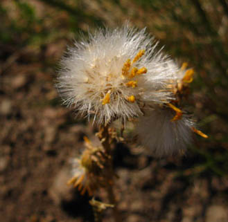Interesting flower growing along PCT above Wolf Creek Lake